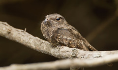 Hydropsalis climacocerca