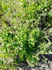 Potentilla chrysantha