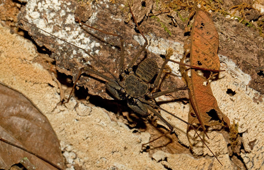 Phrynus goesii