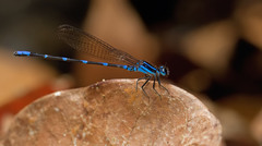 Argia oculata