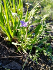 Veronica krylovii