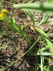 Hypericum sphaerocarpum