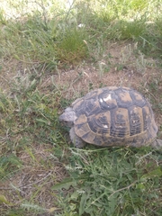 Testudo graeca