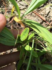 Hypericum sphaerocarpum