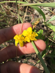 Hypericum sphaerocarpum