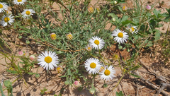 Aphanostephus riddellii