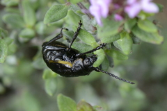 Arima marginata