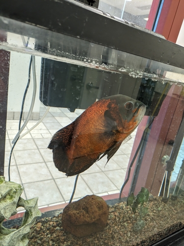 Cá hổ báo màu đỏ cam nhìn nghiêng trong bể kính