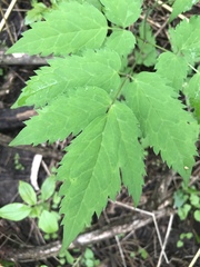 Actaea rubra