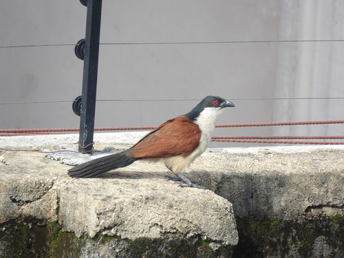 Senegal Coucal