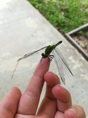 Erythemis simplicicollis