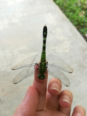 Erythemis simplicicollis
