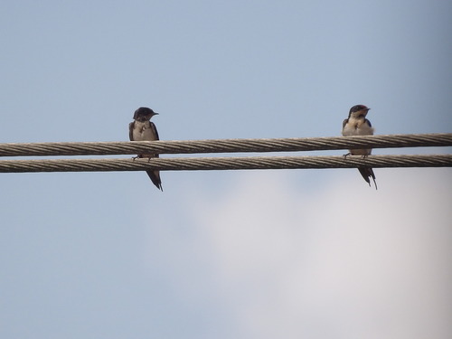 Ethiopian Swallow