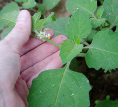 Solanum sarrachoides
