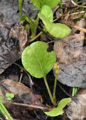 Pyrola asarifolia