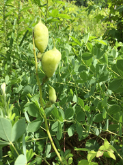 Baptisia australis aberrans