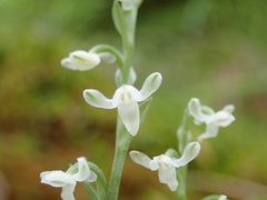 Platanthera brevicalcarata