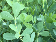 Baptisia australis aberrans