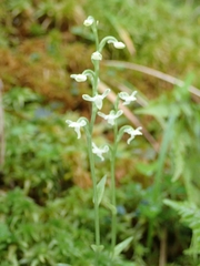 Platanthera brevicalcarata