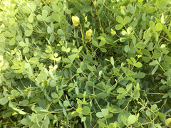 Baptisia australis aberrans