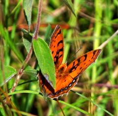Catacroptera cloanthe cloanthe