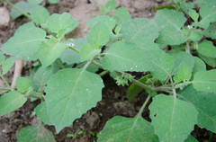 Solanum sarrachoides