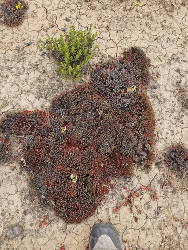Image of Eriogonum fastigiatum by (c) Diego Maldonado de la Torre, some rights reserved (CC BY)