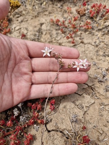 Hendrix's Liveforever (Dudleya hendrixii)