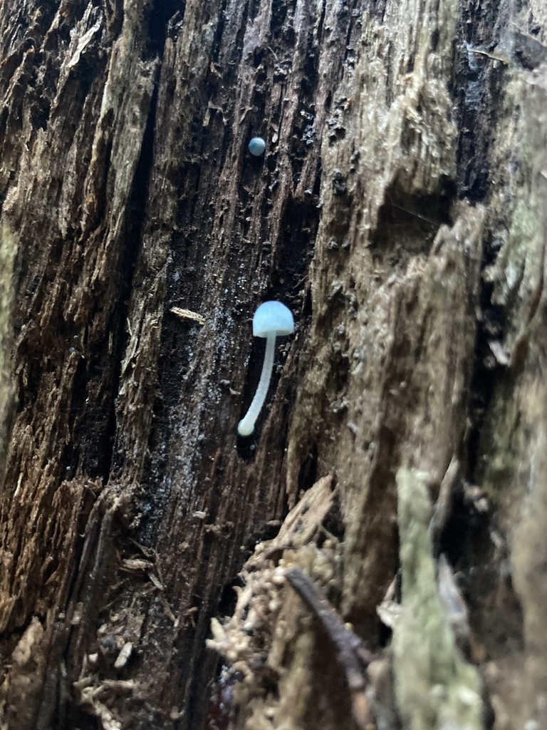 Mycena cyanocephala · July 2024 · photo: © soldemarmaulina (iNaturalist, cc-by)