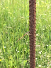 Platycnemis acutipennis