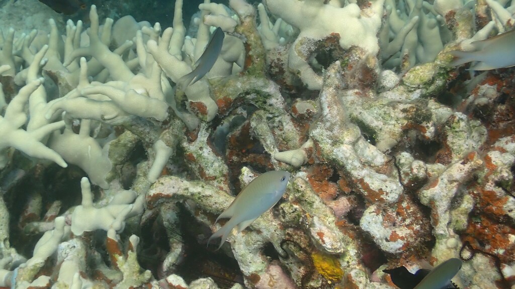 Alelia's Damselfish