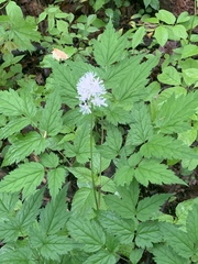 Actaea rubra
