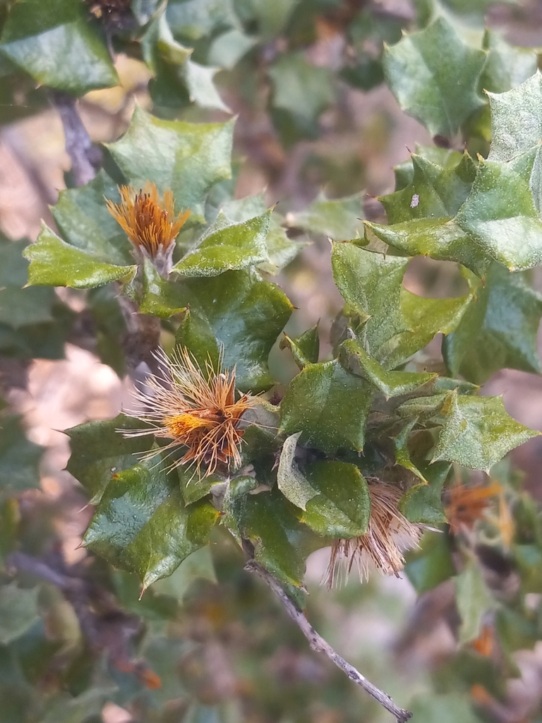 Anastraphia buchii