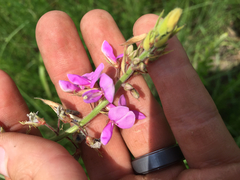 Desmodium illinoense