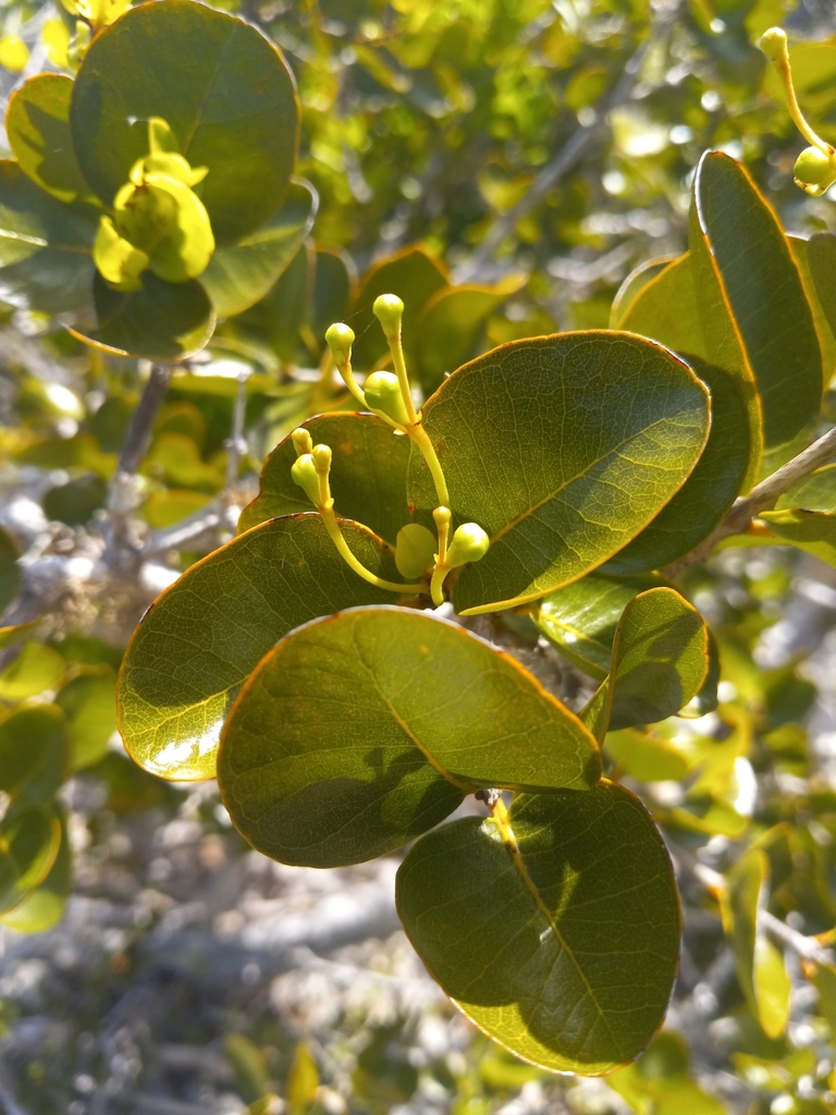 Mosiera urbaniana