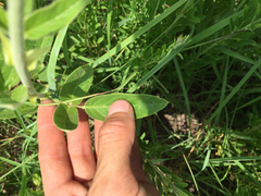 Desmodium illinoense