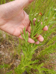 Helenium elegans