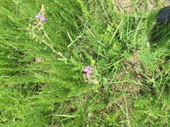 Desmodium illinoense