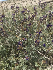 Psorothamnus arborescens minutifolius