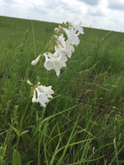 Penstemon tubaeflorus