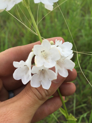 Penstemon tubaeflorus