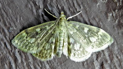 Anania tertialis