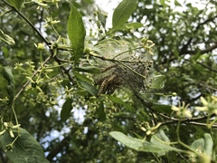 Yponomeuta cagnagella