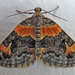 Orange-barred Carpet Moth - Photo (c) joannerusso, some rights reserved (CC BY-NC), uploaded by joannerusso