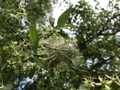 Yponomeuta cagnagella