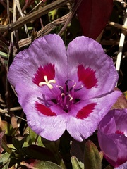 Clarkia amoena