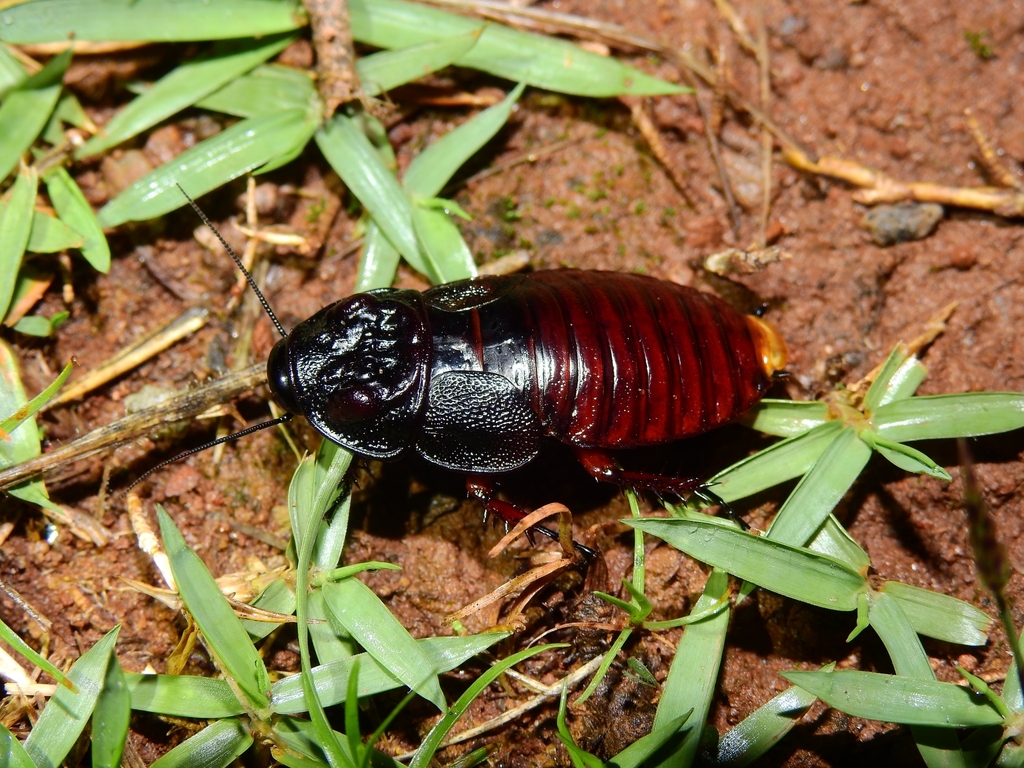 Bionoblatta