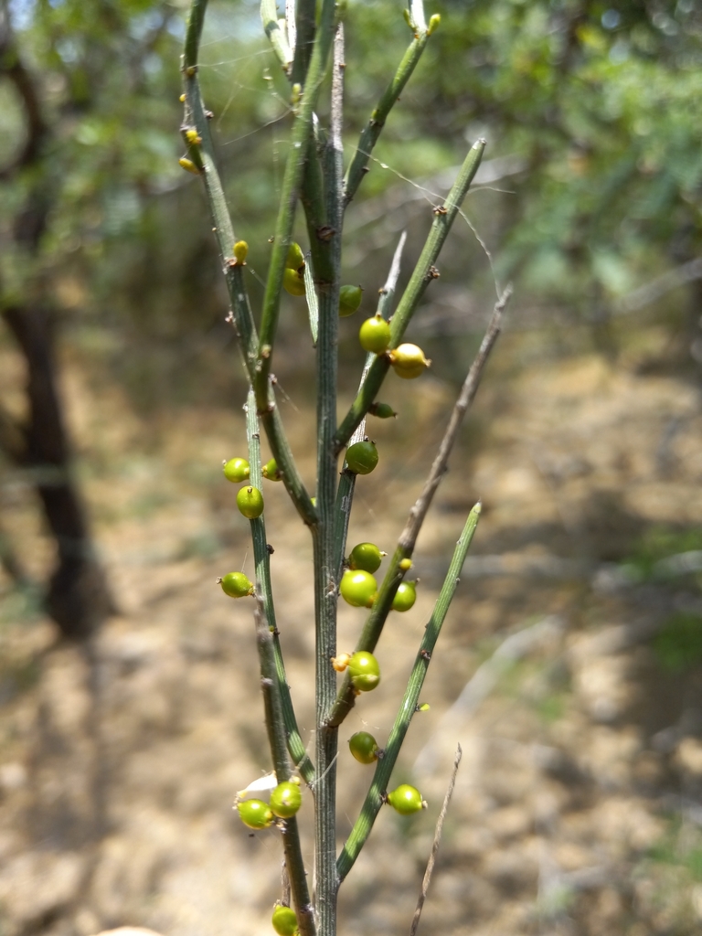 Schaefferia ephedroides