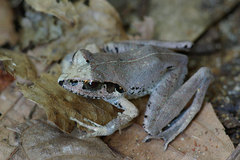 Aglyptodactylus chorus