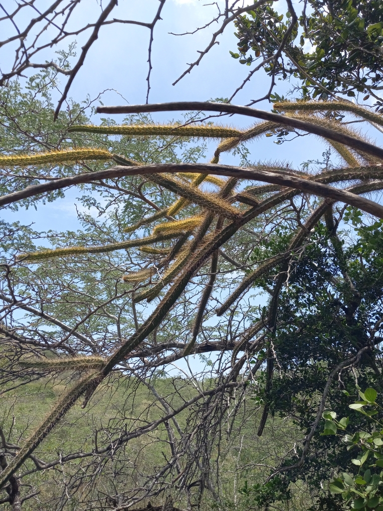 Leptocereus septentrionalis